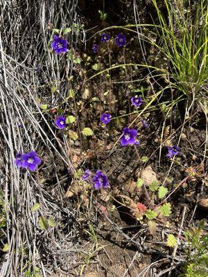 Parry's Phacelia