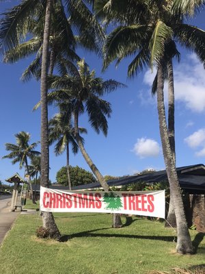 Carrolls Island Christmas Trees