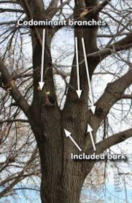 Does your trees have indication of structural integrity hazards. Reach out today to find out.