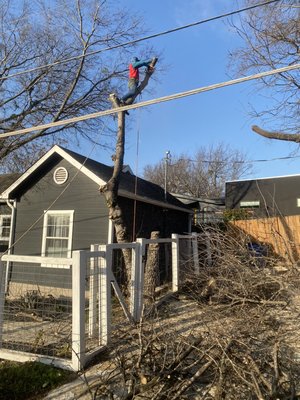 Tree Removal (50% Done) *Hackberry