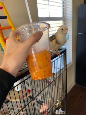 Thai Iced Tea  Bird