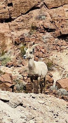 Female Ewe Big Horn Sheep Spotting! They are so magnificent