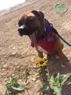 Diego is a great dog that is a little scared on leash.  We've worked him through it and he enjoys long hikes with the pack now.