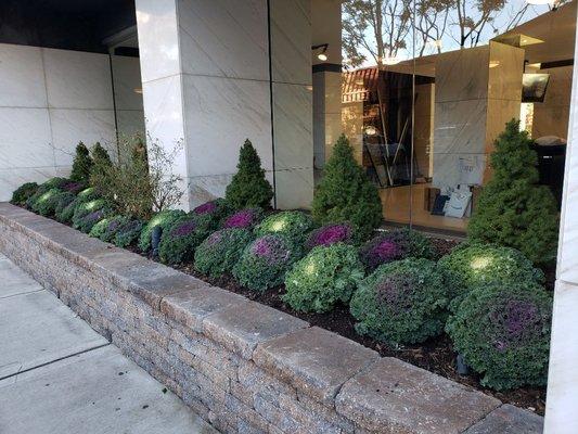 Fall cabbage display at the Lenox.