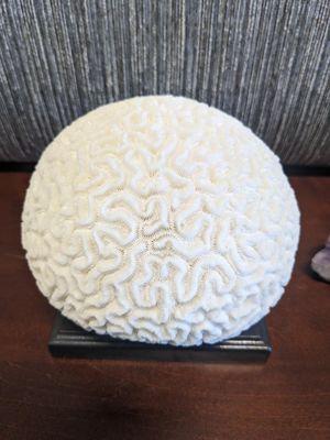 Our brain, as a coral