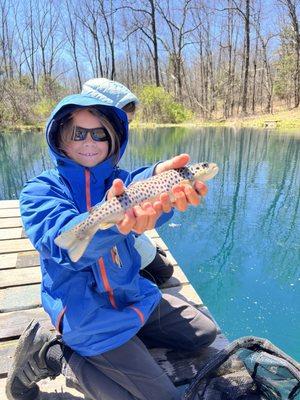 Brown trout