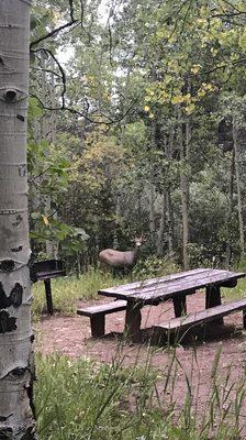 Saw this beautiful baby near the picnic tables on the way out.