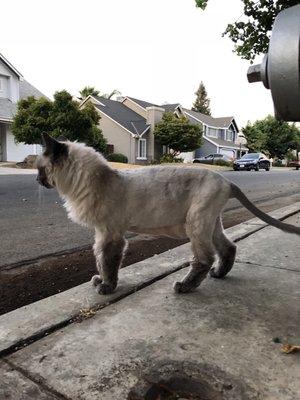 Silver's lion cut