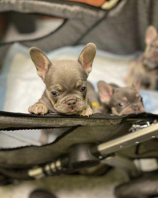 French bulldog puppies