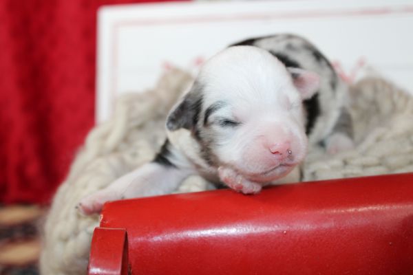 Bluebonnet Ridge Aussies