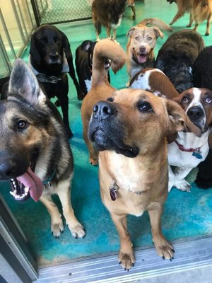 Our furiends enjoying a day of daycare at our Jonesboro location!