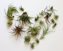 Air plants