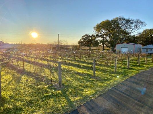 Sunrise over our small vineyard