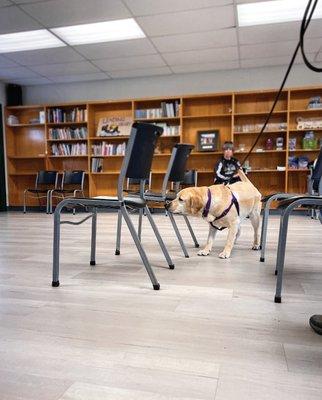 Nose Work at Gentle Touch Pet Training