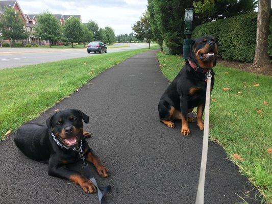 Rottweiler time!