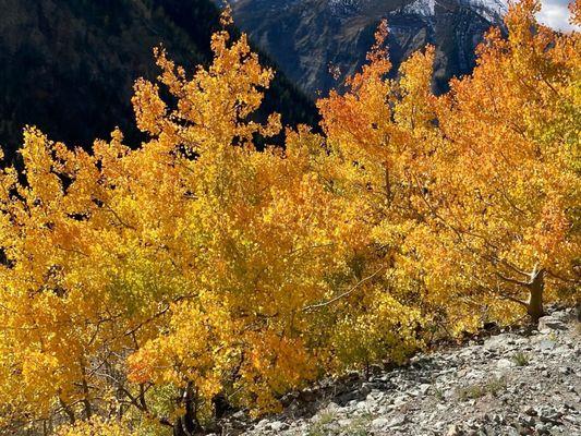 The Aspen trees in early October along Imogene Pass.