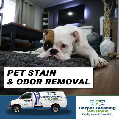 What's that smell? Pet stain and odor removal services available!