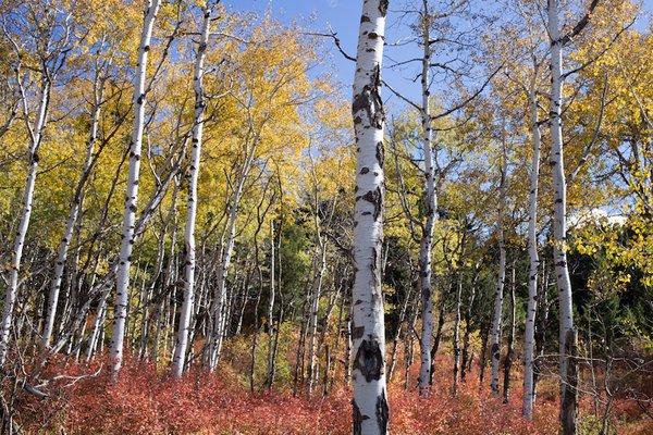 Aspen grove in fall at Infinity Cemetery