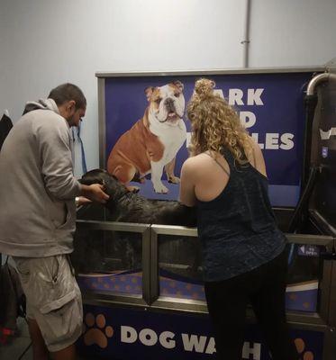 Dog washing