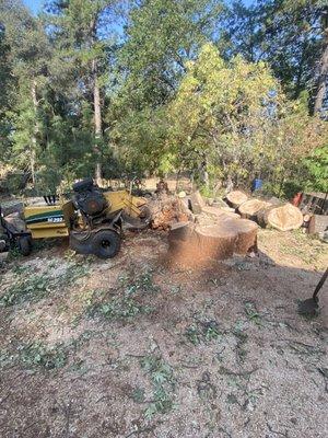 Tree removal with stump grinding, safety first.