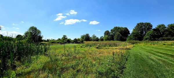 Grassy wetlands