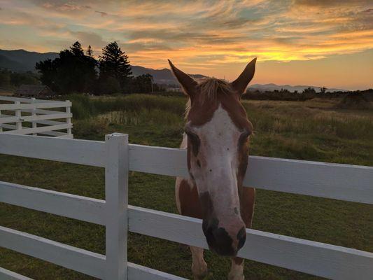 Bubba the horse ...