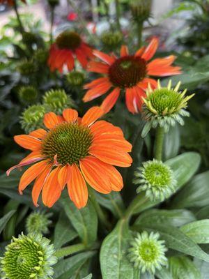 Beautiful perennials