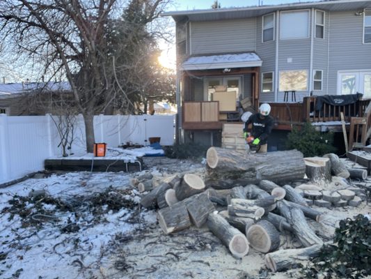 Tree removal in West Bountiful