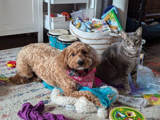 Mini goldendoodle w a short summer cut, silky ears, & a well framed face, wearing a new banana post groom while sitting next to a grey tabby