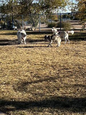 Kellogg Zaher Dog Park