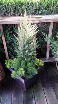 We have a great selection of small evergreens for your winter planters. Water during the winter, transplant into your landsca...