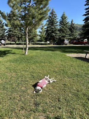 My dog loves their grass