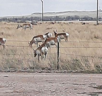 Herd of 10 antelope that wander around the outside of the campground