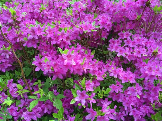 Azaleas in spring? Check