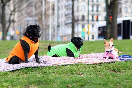 Just some stylish furiends hanging out at the park in #CanineStyles everything!