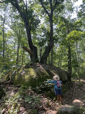 A fine mature tree growing out of a massive boulder