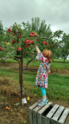 Crates around the field were helpful for reaching apples :)