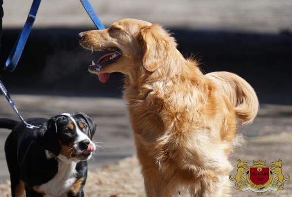 Rainie the Pup eager to play with Big K-man :)