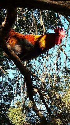 Fair Oaks Chicken Festival .... rooster roosting