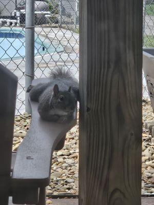 Campground mascot Penelope!