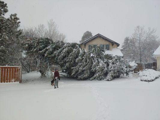 Lone Tree Blizzard 2019