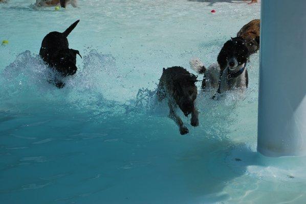 Dogs playing at Beaver Park pool at the K9Splash