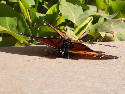 Monarchs. I was informed that this was 2 males doing who knows what, lol....