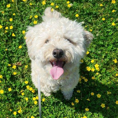 Bucky with his golden smile!