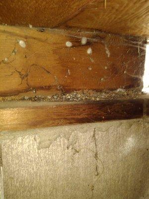 Termite evidence