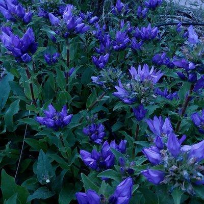 Mountain gentian is so beautiful. Our garden is mostly blue/purple in the spring and yellow/red in the fall. Gardens are the best.