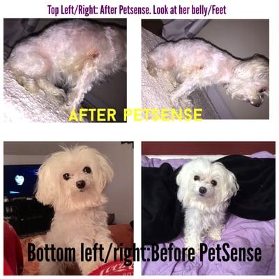 ANOTHER BEFORE & AFTER OF PETSENSE MANGLED MY DOG. LOOK AT HER BELLY, HEAD AND FEET. THIS IS HEARTBREAKING. THEY SHOULD BE SHUT DOWN