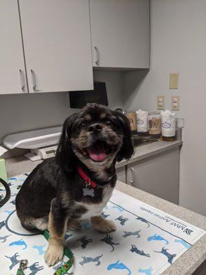 Pookie had an excellent visit with Dr Stevens at PSJ Vet Hospital!