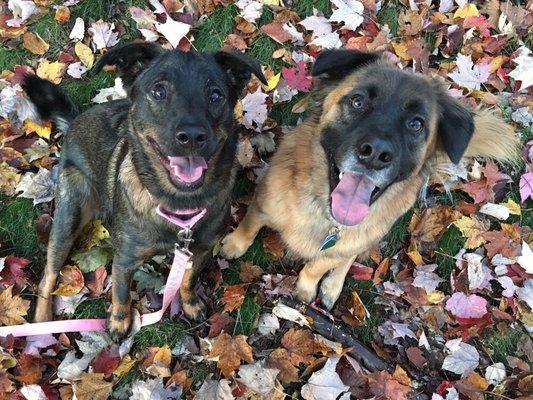 Pet sitting with Bear and Bella.