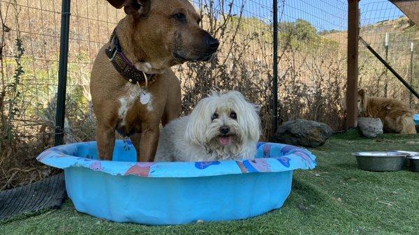 Max and Cali cooling off in the pool